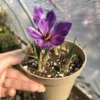 Saffron Crocus Bulbs - 20 Large 9/10cm Crocus Sativus Flower Bulbs