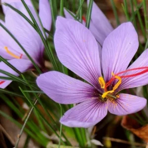 Saffron Crocus Bulbs - 20 Large 9/10cm Crocus Sativus Flower Bulbs