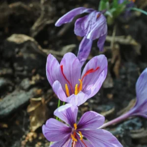Saffron Crocus Bulbs - 50 Large Fall Crocus Sativus Bulbs 9/10cm