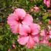 Seminole Pink Hibiscus Plants - Live Tropical Flowering Tree - Set of 2 - Garden Ready
