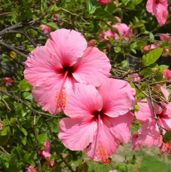 Seminole Pink Hibiscus Plants - Live Tropical Flowering Tree - Set of 2 - Garden Ready