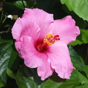 Seminole Pink Hibiscus Plants - Live Tropical Flowering Tree - Set of 2 - Garden Ready