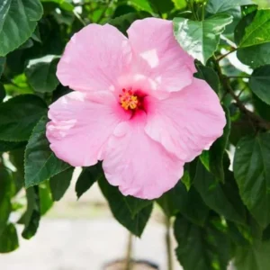 Seminole Pink Hibiscus Plants - Live Tropical Flowering Tree - Set of 2 - Garden Ready
