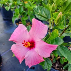 Seminole Pink Hibiscus Plants - Live Tropical Flowering Tree - Set of 2 - Garden Ready