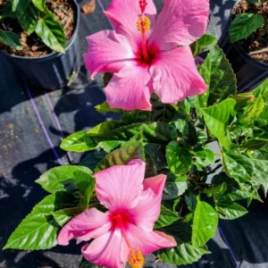 Seminole Pink Hibiscus Plants - Live Tropical Flowering Tree - Set of 2 - Garden Ready