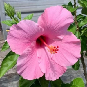Seminole Pink Hibiscus Plants - Live Tropical Flowering Tree - Set of 2 - Garden Ready