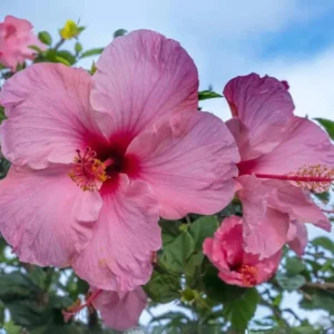 Seminole Pink Hibiscus Plants - Live Tropical Flowering Tree - Set of 2 - Garden Ready