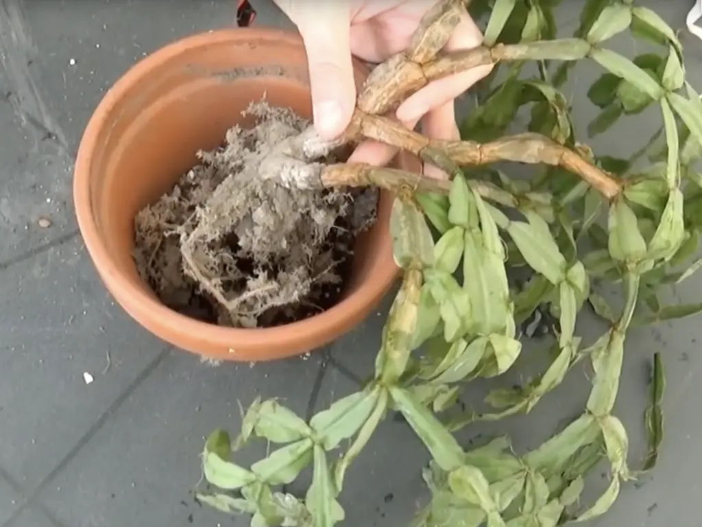 Shriveled “Leaves”