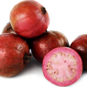 Strawberry Guava Tree Live Plant - 5-8 Inch Tall - Tropical Fruit Tree