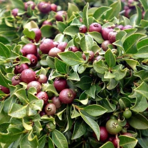 Strawberry Guava Tree Live Plant - 5-8 Inch Tall - Tropical Fruit Tree