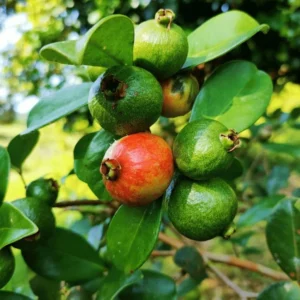 Strawberry Guava Tree Live Plant - 5-8 Inch Tall - Tropical Fruit Tree