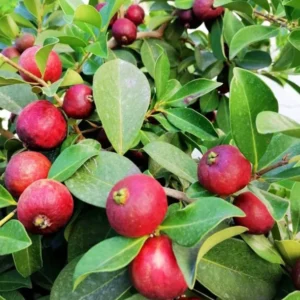 Strawberry Guava Tree Live Plant - 5-8 Inch Tall - Tropical Fruit Tree