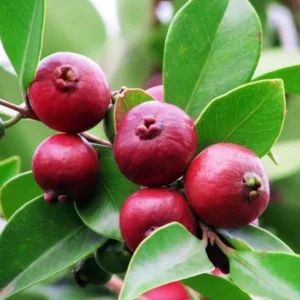 Strawberry Guava Tree Live Plant - 5-8 Inch Tall - Tropical Fruit Tree