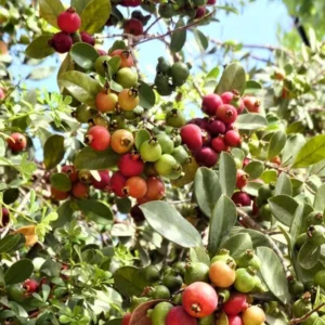 Strawberry Guava Tree Live Plant - 5-8 Inch Tall - Tropical Fruit Tree