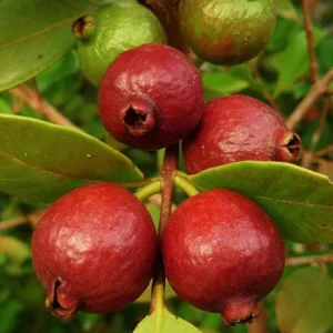 Strawberry Guava Tree Live Plant - 5-8 Inch Tall - Tropical Fruit Tree