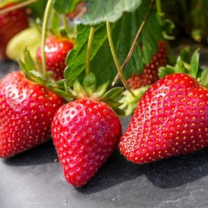Strawberry Plants Live - Set of 3 Medallion Plants 4-6 Inch Tall