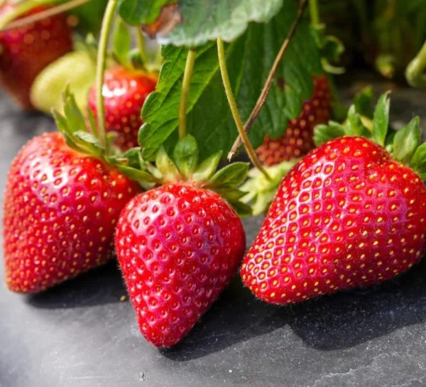 Strawberry Plants Live - Set of 3 Medallion Plants 4-6 Inch Tall