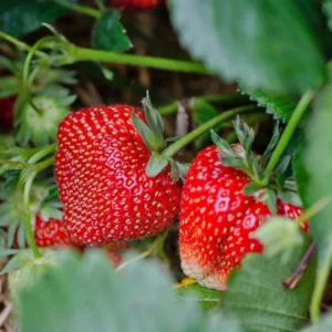 Strawberry Plants Live - Set of 3 Medallion Plants 4-6 Inch Tall