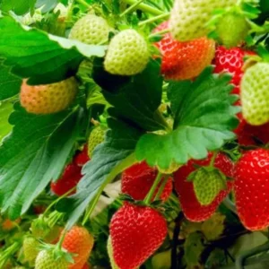 Strawberry Plants Live - Set of 3 Medallion Plants 4-6 Inch Tall