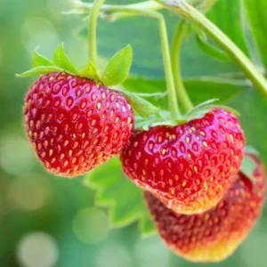 Strawberry Plants Live - Set of 3 Medallion Plants 4-6 Inch Tall