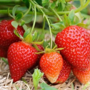 Strawberry Plants Live - Set of 3 Medallion Plants 4-6 Inch Tall