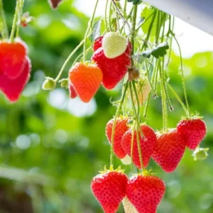 Strawberry Plants Live - Set of 3 Medallion Plants 4-6 Inch Tall