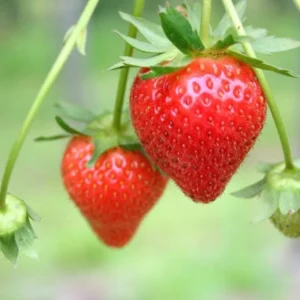 Strawberry Plants Live - Set of 3 Medallion Plants 4-6 Inch Tall