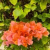 Sundown Orange Bougainvillea Flowering Plant Set - Starter Trees - Outdoor Garden