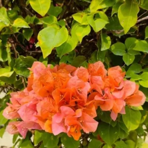 Sundown Orange Bougainvillea Flowering Plant Set - Starter Trees - Outdoor Garden