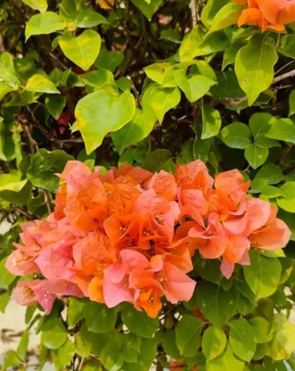 Sundown Orange Bougainvillea Flowering Plant Set - Starter Trees - Outdoor Garden