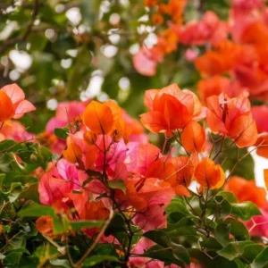 Sundown Orange Bougainvillea Flowering Plant Set - Starter Trees - Outdoor Garden