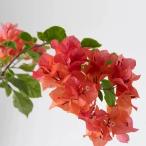 Sundown Orange Bougainvillea Flowering Plant Set - Starter Trees - Outdoor Garden
