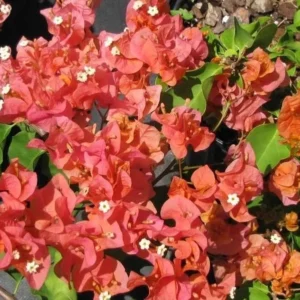 Sundown Orange Bougainvillea Flowering Plant Set - Starter Trees - Outdoor Garden
