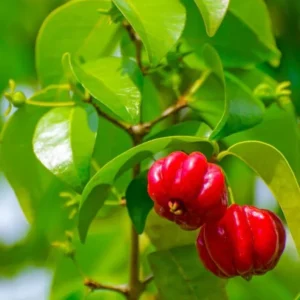 Surinam Cherry Plant Live - 4-6 Inch Tree for Planting