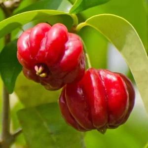 Surinam Cherry Plant Live - 4-6 Inch Tree for Planting