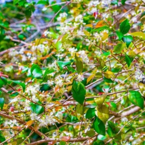 Surinam Cherry Plant Live - 4-6 Inch Tree for Planting