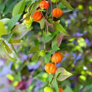 Surinam Cherry Plant Live - 4-6 Inch Tree for Planting
