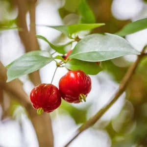 Surinam Cherry Plant Live - 4-6 Inch Tree for Planting