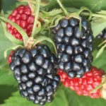 Sweet Pie Blackberry Plants - Live Bushes, 5-8 Inch Tall