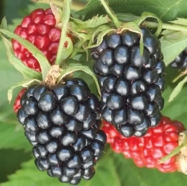 Sweet Pie Blackberry Plants - Live Bushes, 5-8 Inch Tall