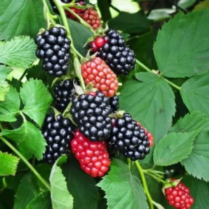 Sweet Pie Blackberry Plants - Live Bushes, 5-8 Inch Tall