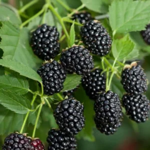 Sweet Pie Blackberry Plants - Live Bushes, 5-8 Inch Tall