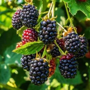 Sweet Pie Blackberry Plants - Live Bushes, 5-8 Inch Tall