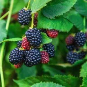 Sweet Pie Blackberry Plants - Live Bushes, 5-8 Inch Tall