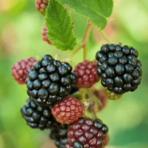 Sweet Pie Blackberry Plants - Live Bushes, 5-8 Inch Tall