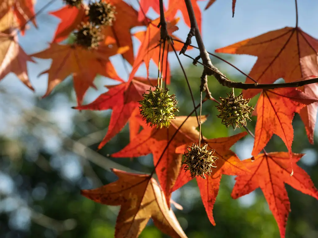 Sweetgum Trees