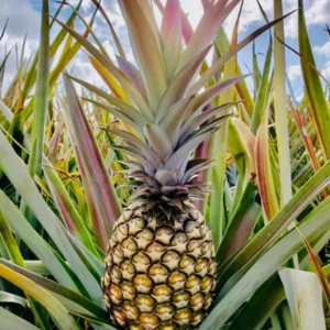 Sugarloaf Pineapple Plant - Live Fruit Tree - 4-6 Inch - Sweet Variety