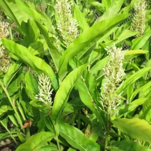 Thai Ginger Plant Set - 3 Live Galangal Herb Plants 5-8 Inch - Indoor/Outdoor Garden