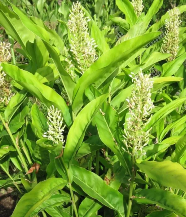 Thai Ginger Plant Set - 3 Live Galangal Herb Plants 5-8 Inch - Indoor/Outdoor Garden