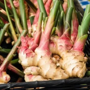 Thai Ginger Plant Set - 3 Live Galangal Herb Plants 5-8 Inch - Indoor/Outdoor Garden